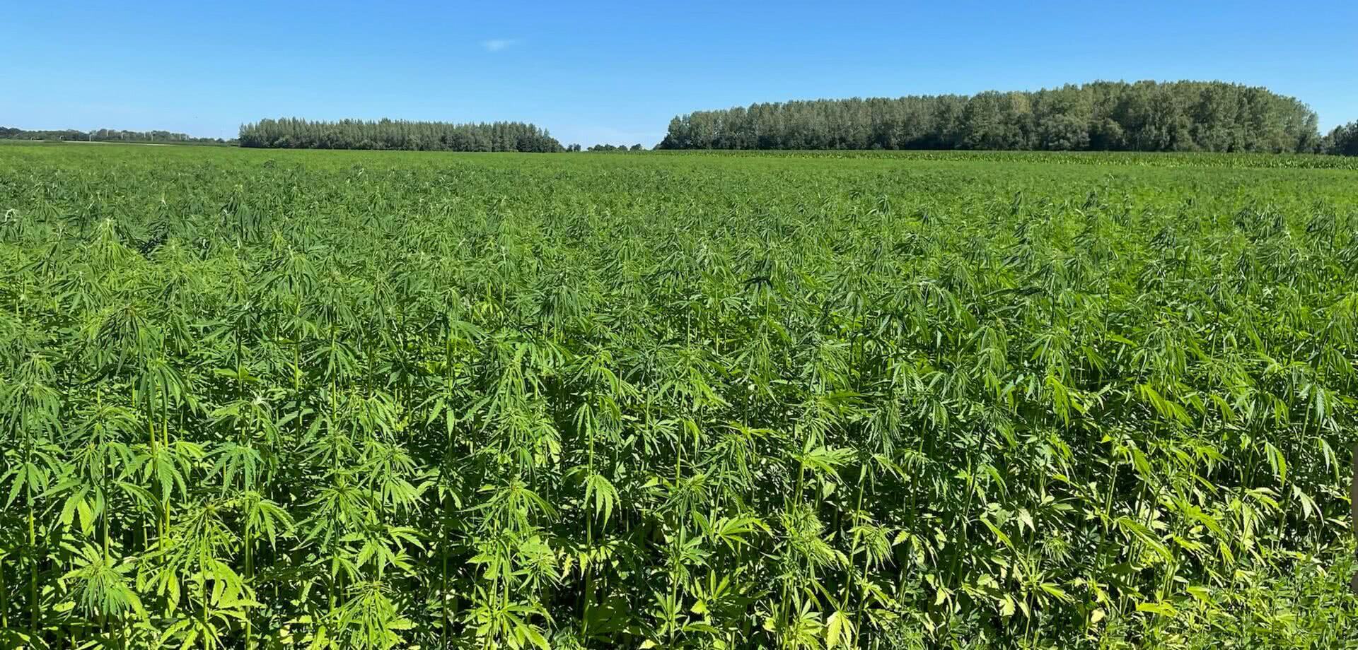 Hemp Field