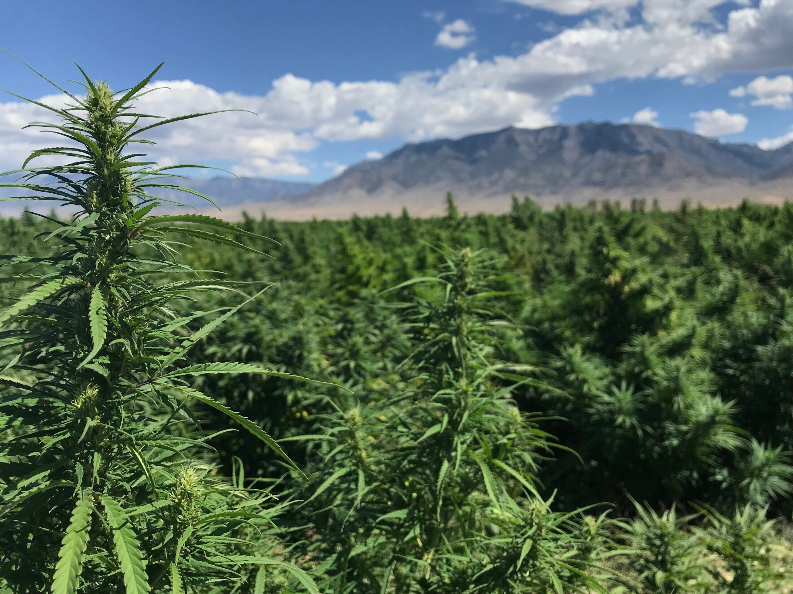 Hemp Field Mountain Background