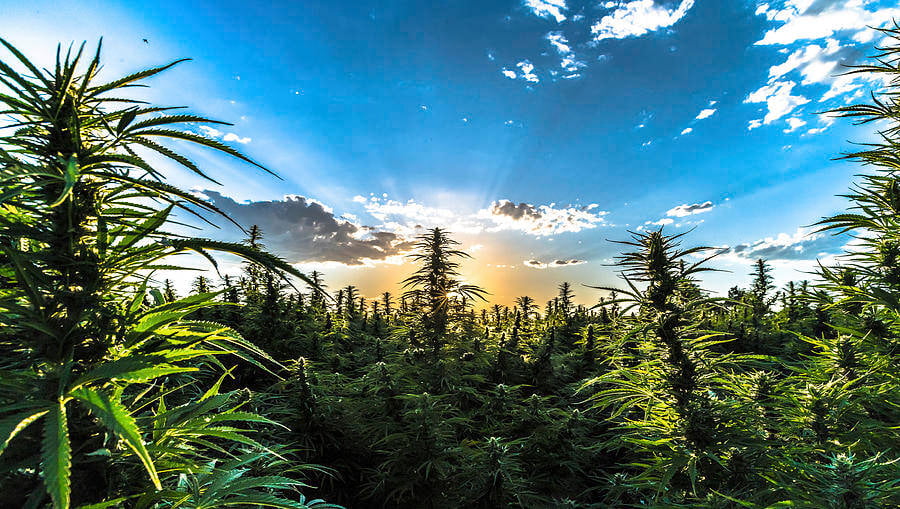 Hemp Plants With Sky Background